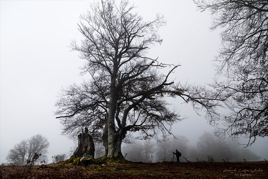 arbol