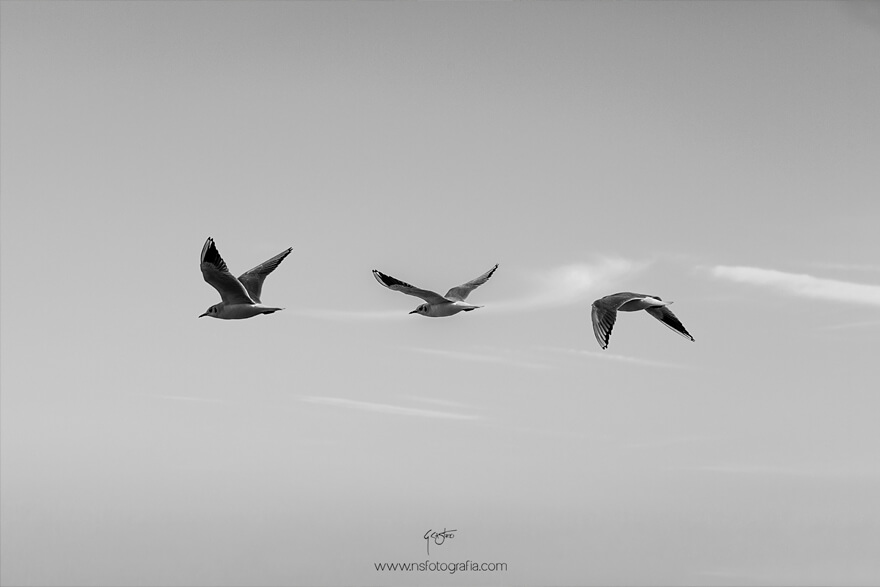 semana_35_foto-gaviota